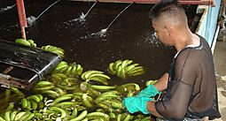 Chiquita volver a exportar este ao