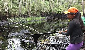 Cae 457 en un ao deforestacin en la Amazonia brasilea