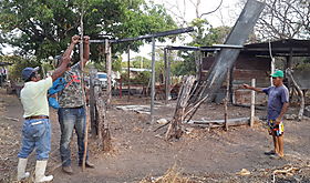 Capturan 15 murcilagos hematfagos en la comunidad de Las Cuestas de Penonom