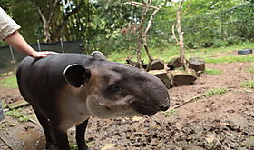 Detectan delito contra la fauna silvestre en el Parque Nacional Volcn Bar