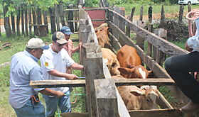 Anuncian plan piloto de certificacin de fincas bovinas