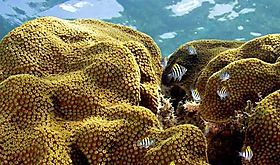 Confirman cuarto evento mundial de blanqueamiento de corales