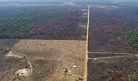 Deforestacin en Amazonia brasilea cae 218  en un ao