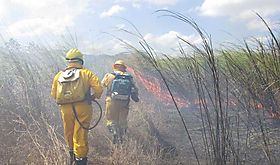 Panam se une a equipo de bomberos forestales