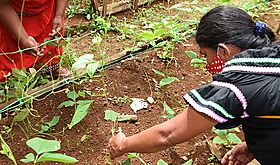 FAO reitera llamado a detener la prdida de biodiversidad