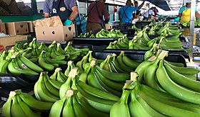 Banano encabez las exportaciones en Panam en el primer trimestre del 2024