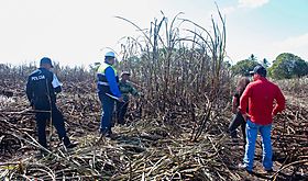 Mitradel realiza recorrido de prevencin para erradicar el trabajo infantil en fincas de caa