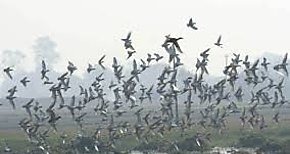 Tocumen un riesgo para las aves migratorias 