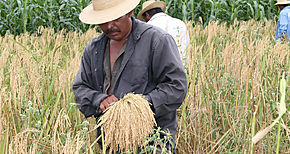 Miles de hectreas de arroz se han cultivado en actual ciclo agrcola