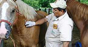 Arranca Campaa de Vacunacin para encefalitis equina en Darin