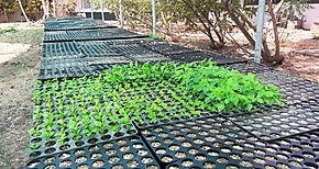 Decomisan plantones de ctricos en puesto de control de cuarentena en hornitos