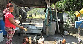 La avicultura empodera a la mujer rural