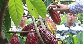 Incentivan la produccin de cacao en Bocas del Toro 