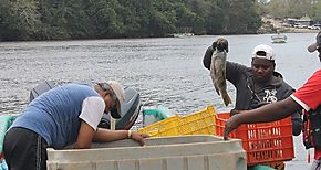 Pescadores Vigilantes continua labor