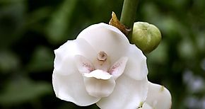 Flor nacional de Panam en peligro de extincin