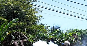 Realizan Jornada de sensibilizacin y prevencin del virus Zika en Bocas del Toro