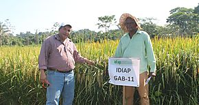 Buenos resultados con arroz biofortificado en Bocas del Toro