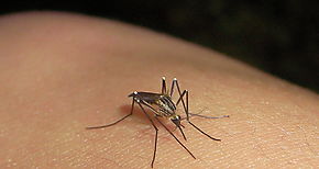 Aedes Aegypty riesgo latente en Chiriqu