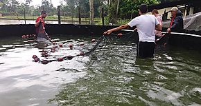 Inician cosechas de Peces de los Proyectos de Tinas Circulares de Geomembranas en Bocas del Toro