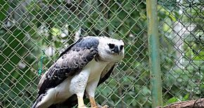 Panam entre los pases de mayor diversidad de aves en el mundo