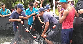 Exitosa primera cosecha de tilapias en Proyecto Familiar de El Satro Veraguas 