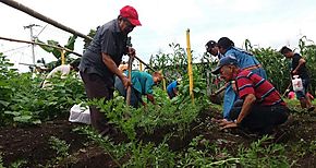 Residentes en Macaracas inician cursos de Cultivador de Huertos Caseros