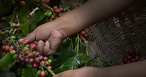 Productores de caf de Colon y Veraguas intercambian conocimientos 