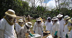 Productores participan del Programa Mejoramiento de la Apicultura en Panam 