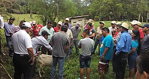 Cahrlas sobre salud animal a productores de Bocas del Toro