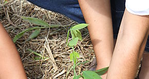 Jornada de reforestacin en Montijo provincia de Veraguas 