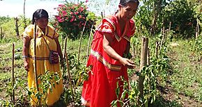 Ngbes principal fuerza laboral en la produccin agrcola asegura Mediano Productor del Ao 