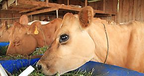 Feria de Veraguas en Son dio charlas de salud animal