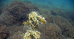 Los arrecifes de coral reducen los daos causados por las inundaciones