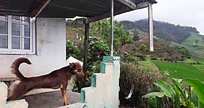 Zoonosis del MINSA en isla Sevilla Chiriqu