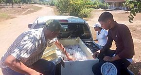 Productores Acucolas de Veraguas se organizan y venden sus tilapias en Cuaresma