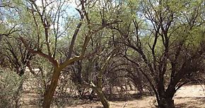 Plantas ayudaron a moldear condiciones de habitabilidad en la Tierra