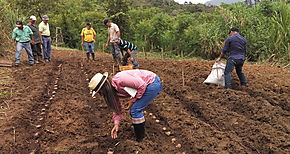 Siembra de papas tropicalizadas en Veraguas