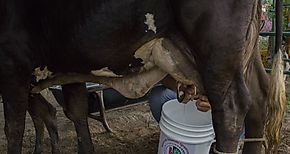 XXVIII Feria Nacional de Ganado Lechero en Herrera 