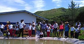 Siembran alevines de Tilapia en tinas de Geomembrana