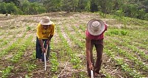 Productores de poroto se reunieron en Santa Fe y Chitra en Veraguas