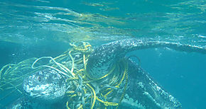 Cientos de tortugas marinas mueren cada ao enredadas en basura 