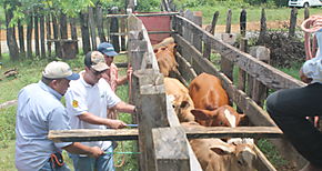 Panam explora posibilidad de exportar carne bovina a EEUU