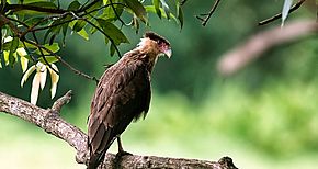 Rescataron el nido con huevos de un guila identificada como Caracara