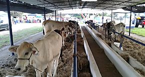 Programa de Desarrollo Ganadero y Trazabilidad Bovina en la provincia de Veraguas 