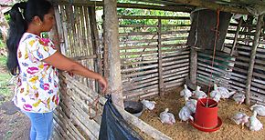 Red Territorial de Las Maras en Chiriqu cra pollos y cultiva hortalizas