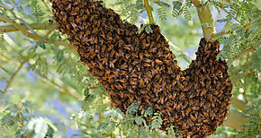 Bomberos atienden ms de 90 casos de abejas africanas en Carnavales 