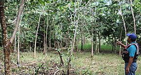 UTP Bocas del Toro participa de traspaso de tierras reforestadas