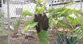 Los Santos sufre ataques de abejas africanizadas 