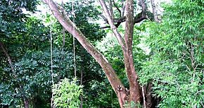 Ordenan reforestar y la prohibicin de entrada al Parque Soberana a ciudadanos por talar y querer trasegar maderas de rbol Cocobolo