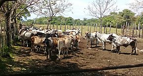 Veterinarios de Los Santos son capacitados en malezas txicas en potreros 